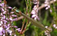 Damselflies and Dragonflies