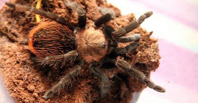 My Tarantism: Mexican Black Velvet Tarantula