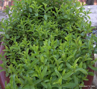 Persian Mint Thriving in Container