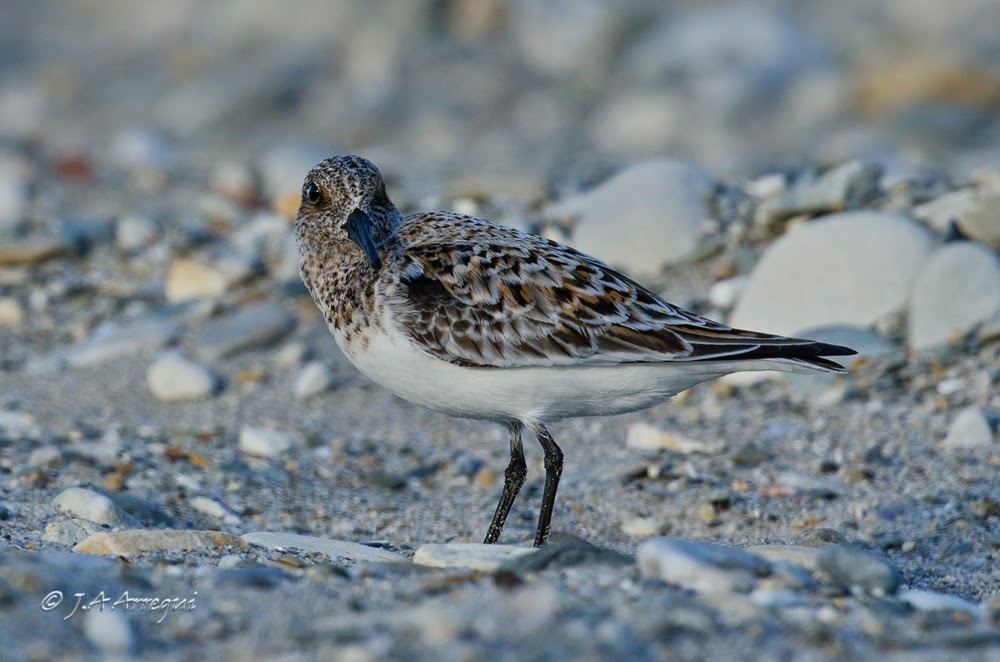 Correlimos tridactilo, Calidris alba, Sanderling Correlimos tridactilo, Calidris alba, Sanderling