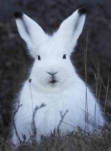 polar hare