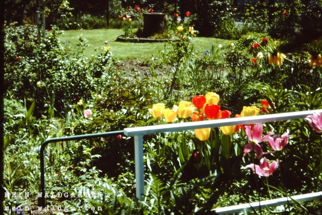 Mein Waldgarten Unser Iltis! 【ツ】【ツ】Und ein