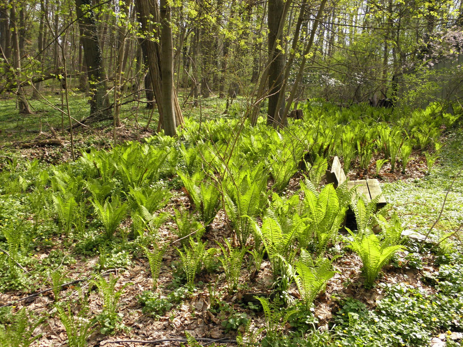 Good Things by David: Ostrich Ferns