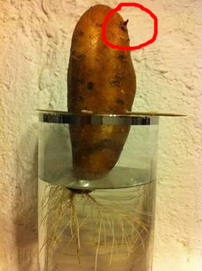 patate douce fait grossir