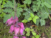 "Dicentra Luxuriant"