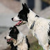 Padaczka u border collie - historia Smoczego przypadku