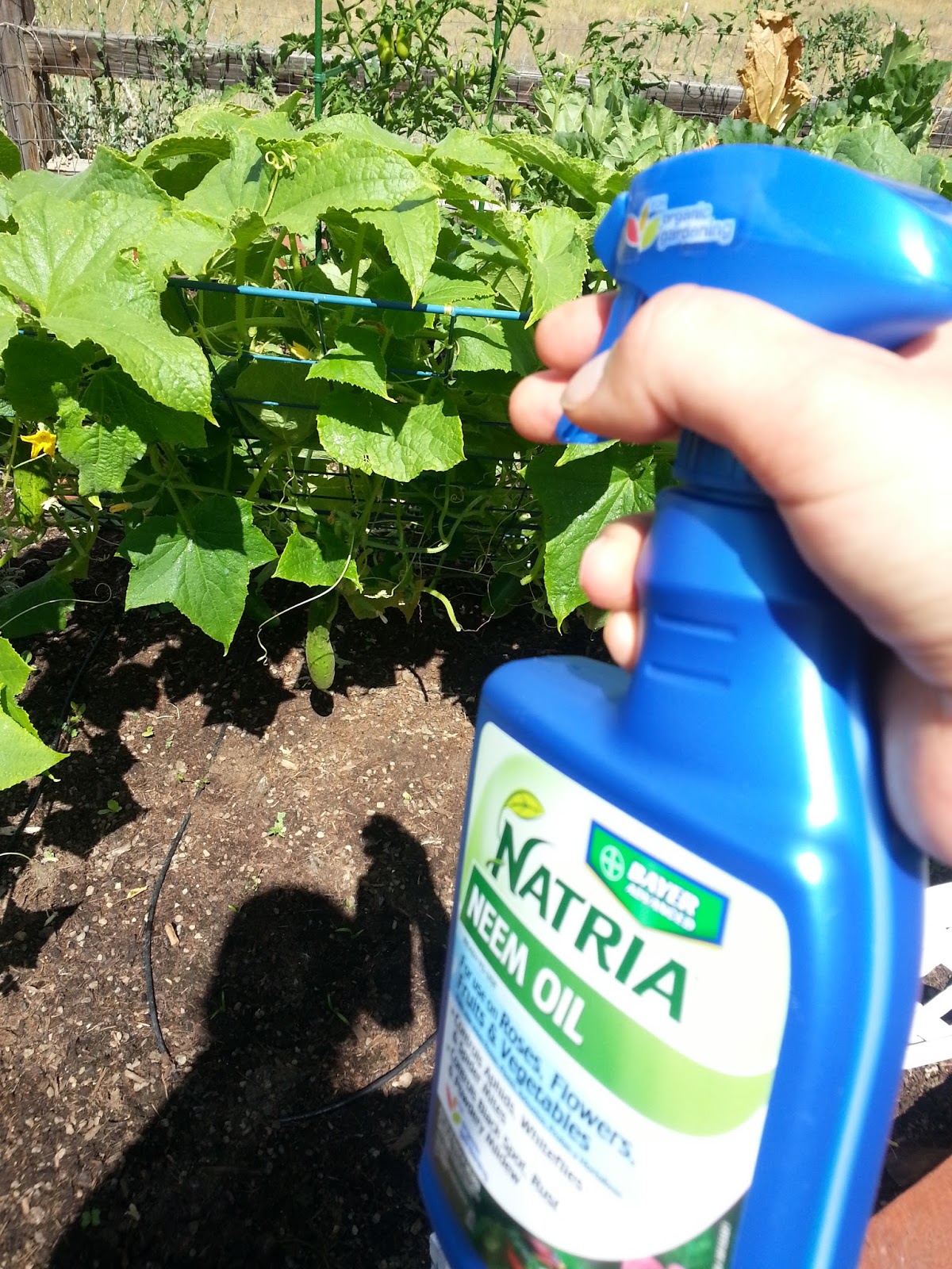 The Gnome Knows Best Organic Solutions for Powdery Mildew