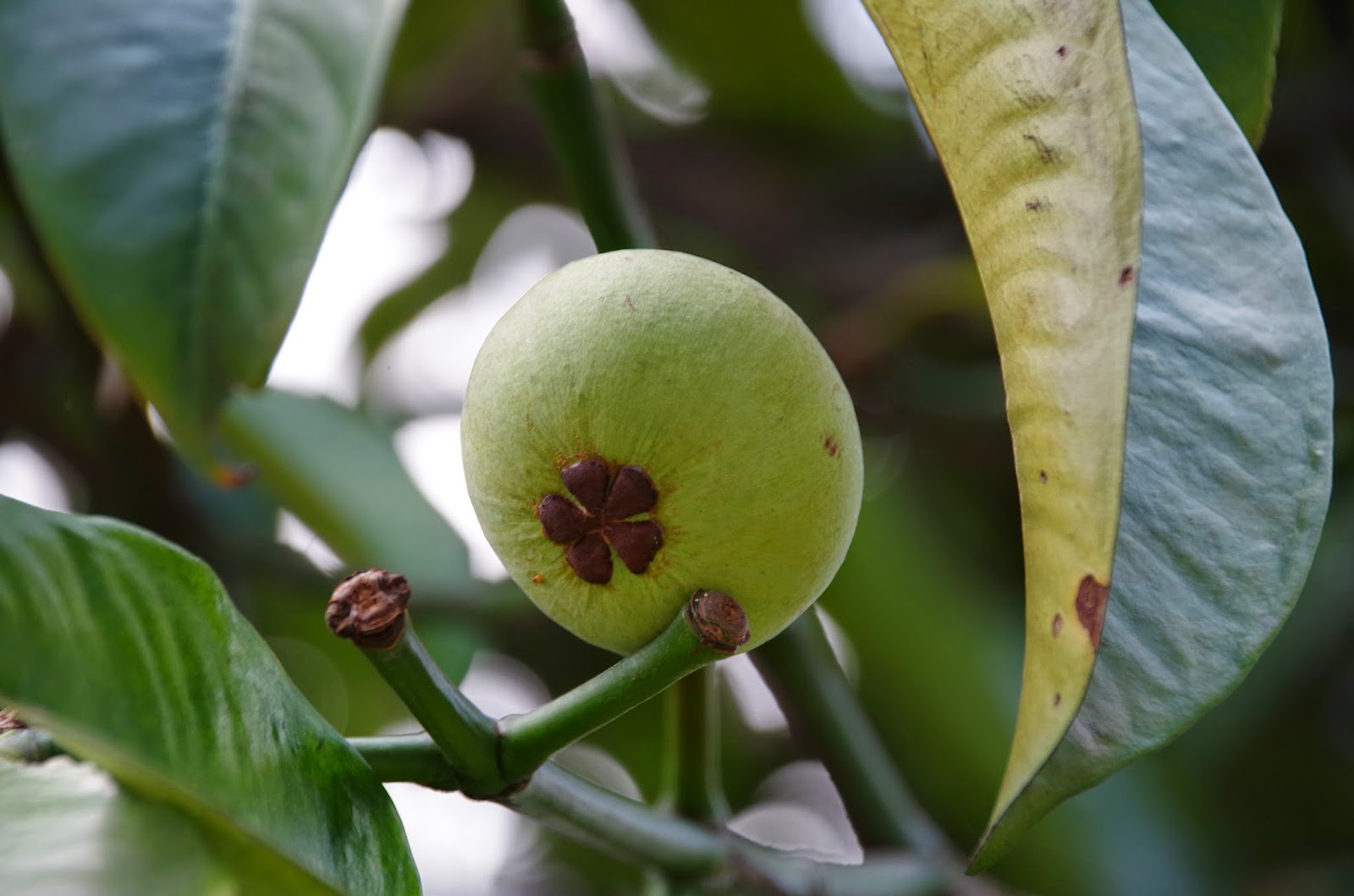 Trees and Plants Mangosteen