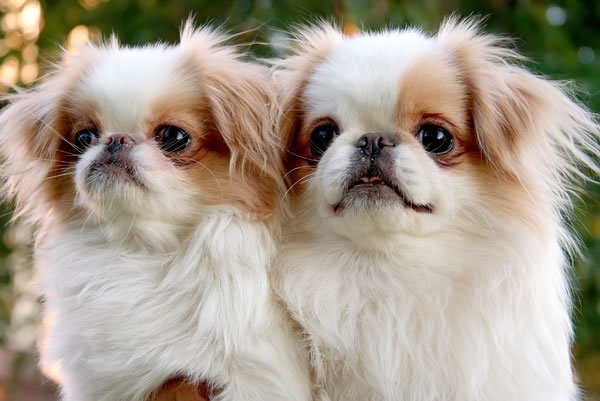 japanese chin puppy mr puppy pictures japanese chin puppy mr puppy pictures
