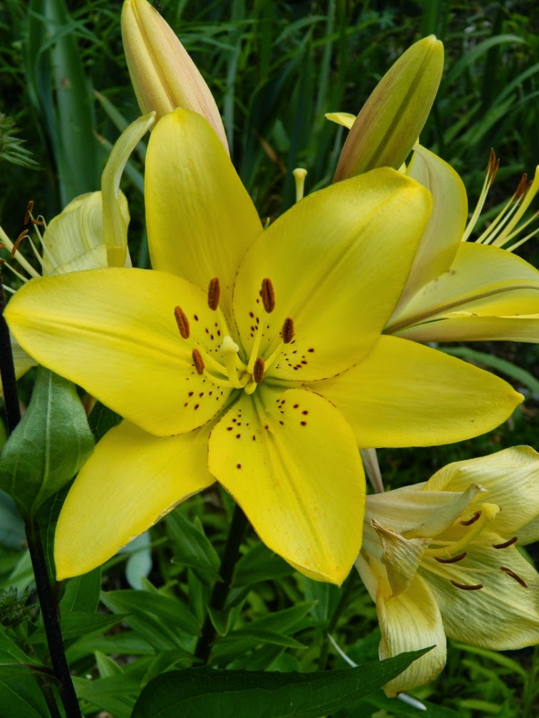 Yellow asiatic lily lilium by garden muses-not another Toronto gardening blog Yellow asiatic lily lilium by garden muses-not another Toronto gardening blog