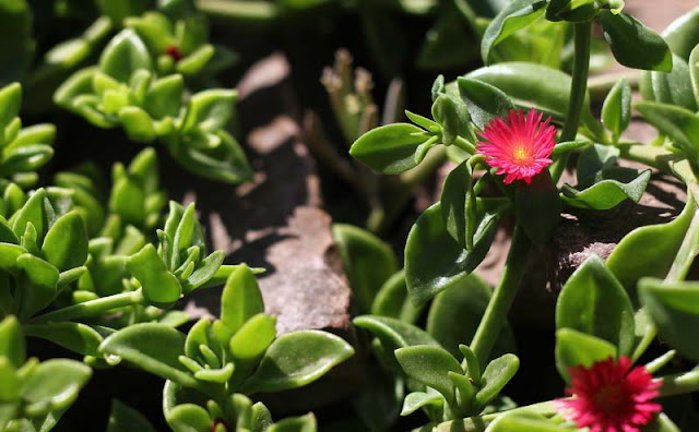 Aptenia Cordifolia Flowers Pictures