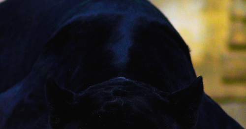 Amazing Animals Pictures: The Ebony Feline: The Black Panther (Panthera