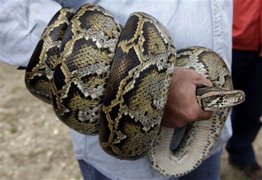 Florida s Challenge 1K To Killer Of Longest Python Sinlung