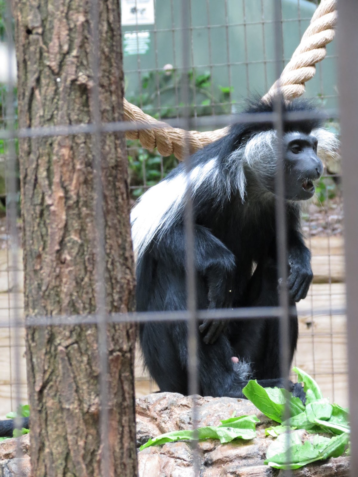 Our Family is Raised on Love Friday Fun The Greenville Zoo