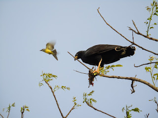 Tropical Kingbird harassing Black Hawk