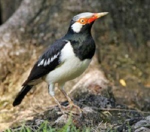 Cara Menjinakkan Jalak Suren Kalimantan Paling Ampuh Kicaukan