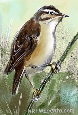 Bird sketch Sedge Warbler by ArtMagenta