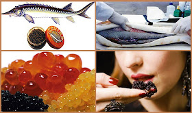 Caviar Business | Business Ideas