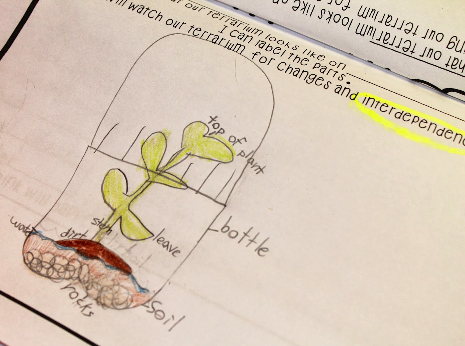 First Grade Wow Terrific Terrariums!