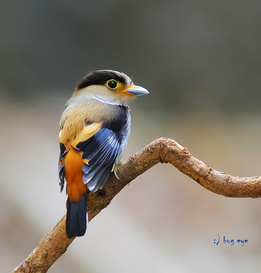 BirDies | 2048