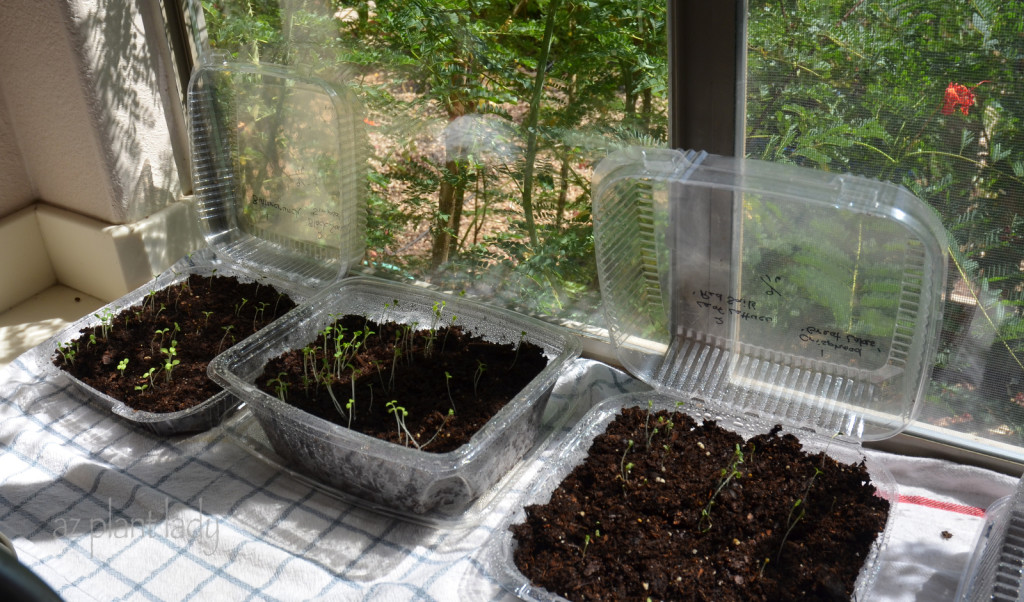 Start lettuce from seed Subtropical Gardening