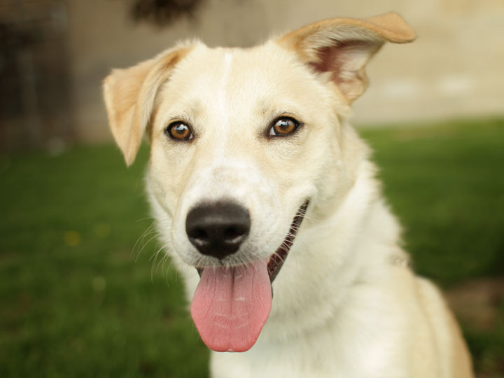 Pound Dogs Logan Smooth Collie Labrador Retriever Mix