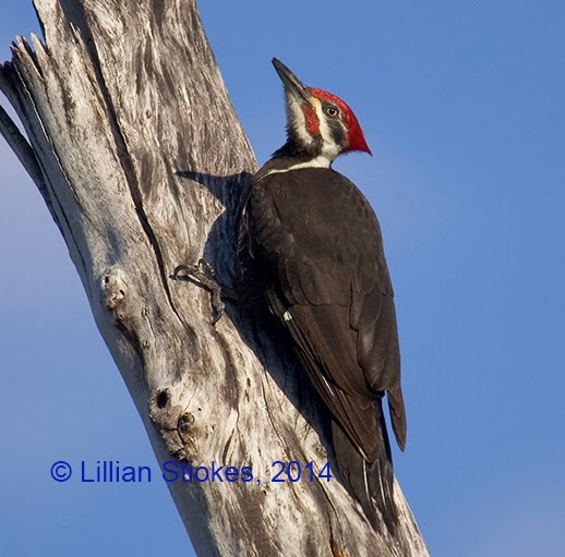 STOKES BIRDING BLOG: Pileated Woodpecker drumming