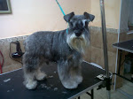 SCHNAUZER MINI