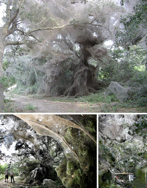 World's biggest spider web World's biggest spider web