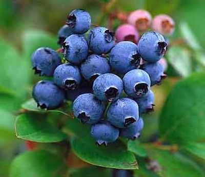 Manfaat dan kasiat buah blueberry