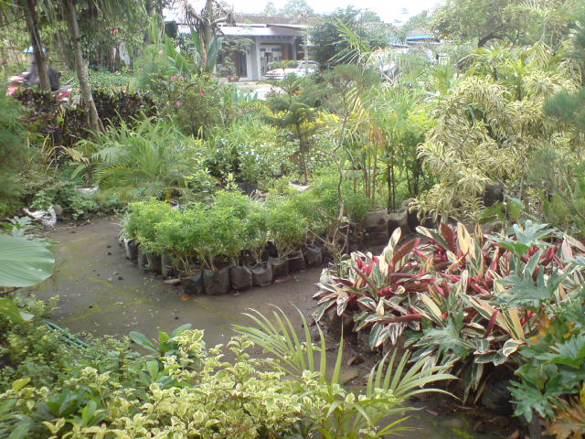 Laporan Observasi Usaha Budidaya Tanaman Hias Eyz Cyber