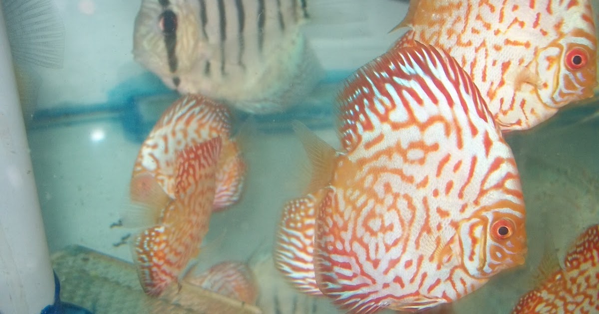 Buy discus fish online Discus fish for sale in mum Discus fish for