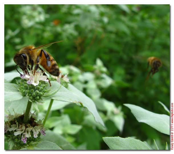 Randy & Meg's Garden Paradise June 2011