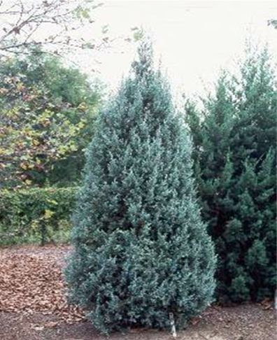 juniper juniperus communis hound herb