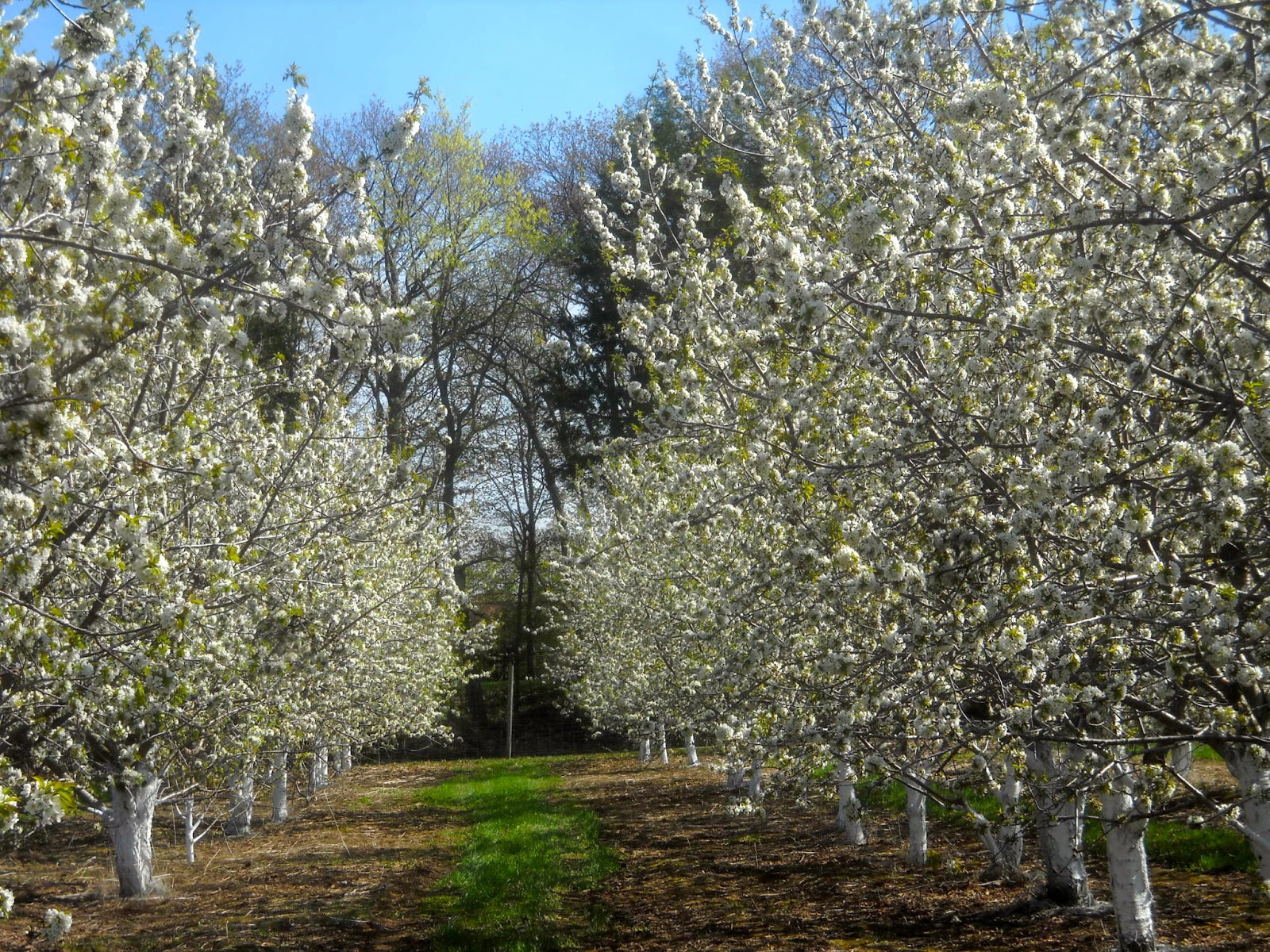 Art's Bayfield Almanac: THE CHERRY ORCHARD
