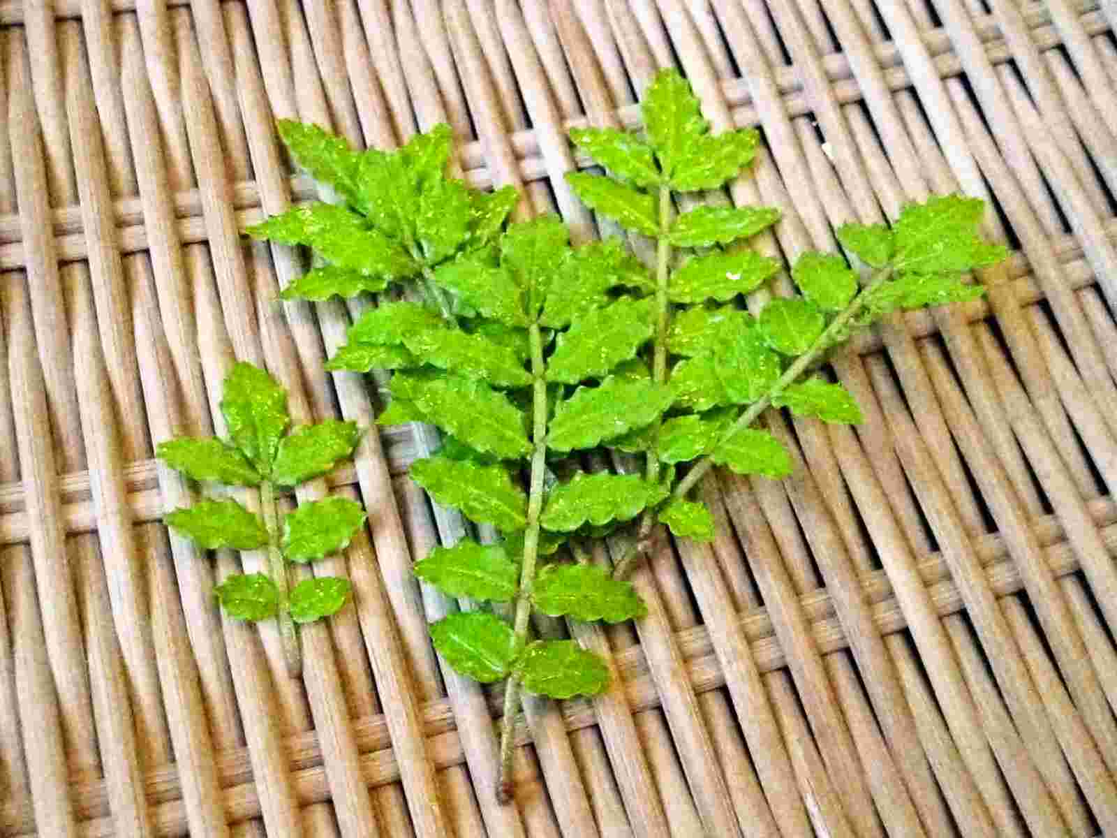 Kinome Leaf