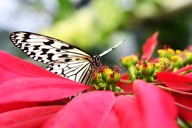 OUR LIFE AS AN AIR FORCE FAMILY Ryugujo Butterfly Garden Okinawa, Japan