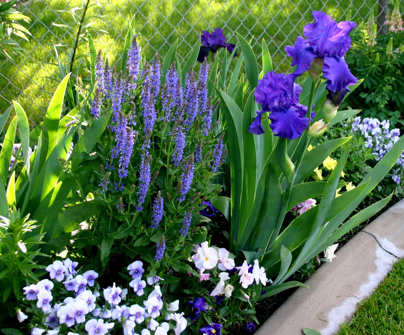 USING TALL BEARDED IRIS IN YOUR LANDSCAPE Sowing the Seeds