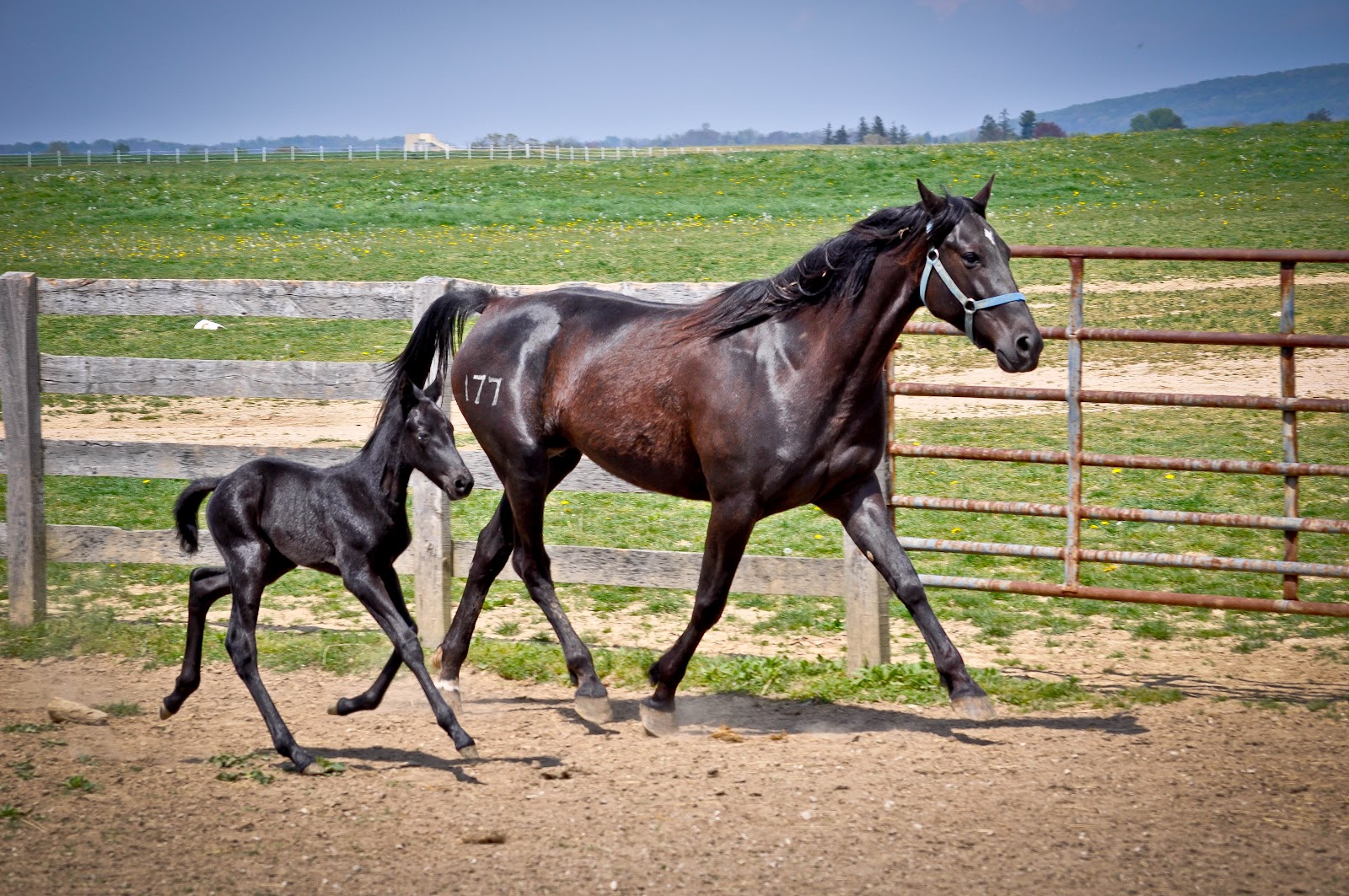 . Sarafina Photography Standardbred Horses at Hanover