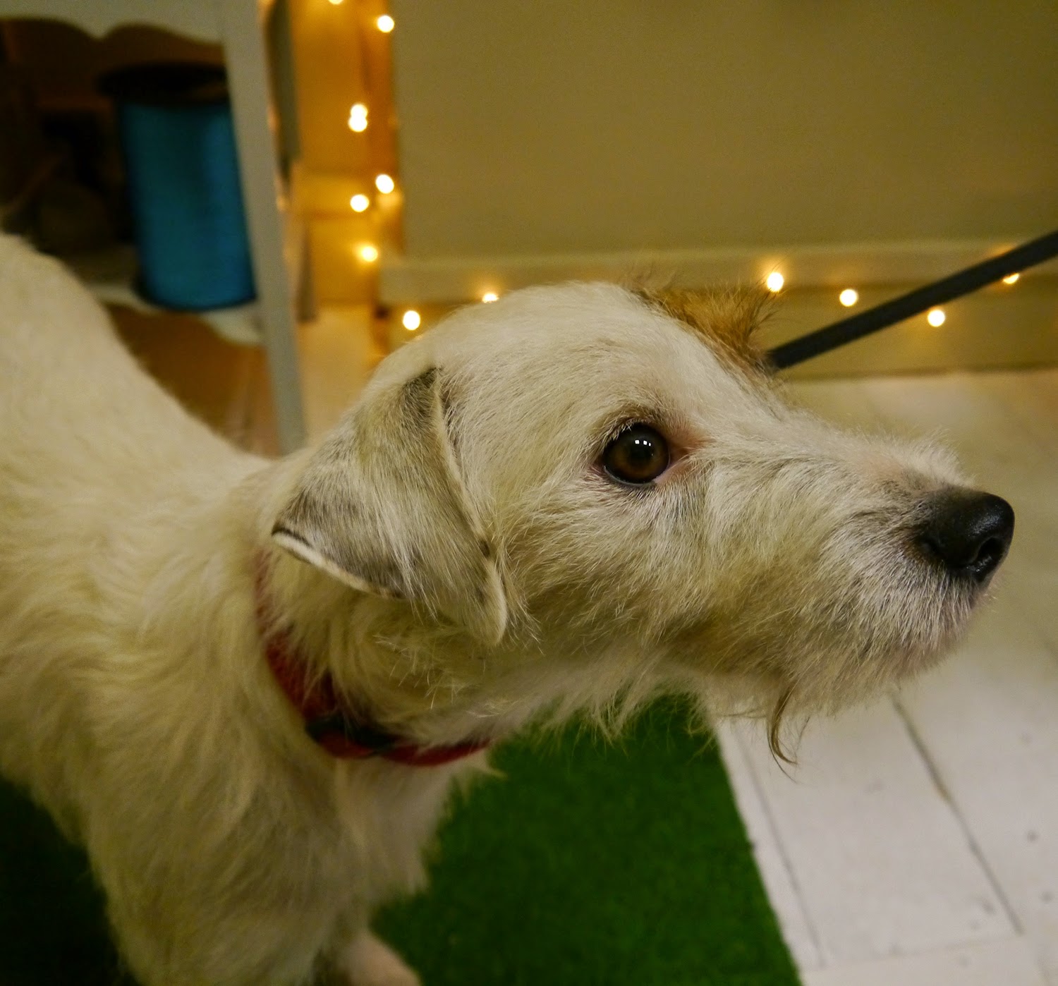 Dog Hill Street Design Studio, design studio, artist studio, Edinburgh, launch night, event, Scottish Bloggers, Edinburgh Bloggers, Scottish Design, Scottish Designers, Dog, white dog