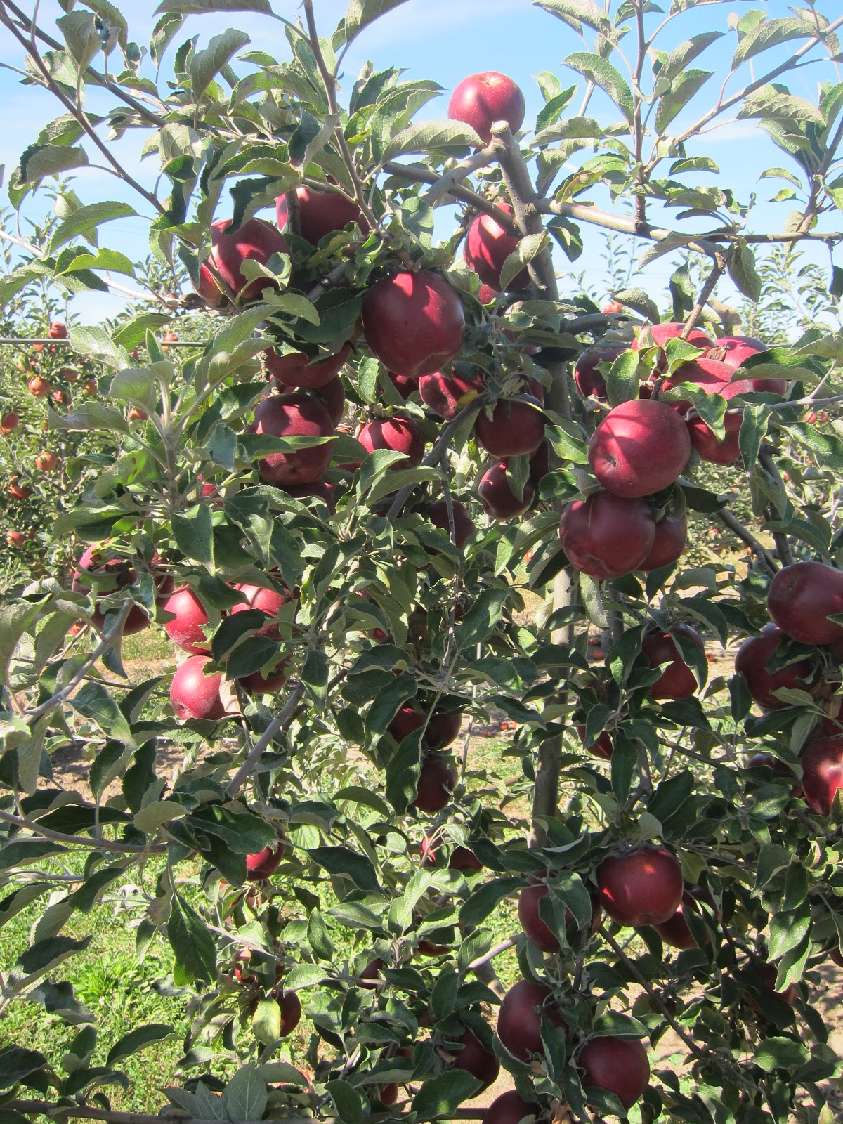 Beilke Family Farm Oregon Apples UPick from the Farm Jonagold, Red