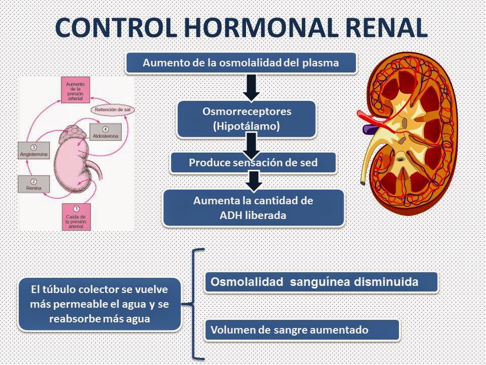 Blog de Fisiología, UAS, Valeria Medel García CONTROL HORMONAL RENAL