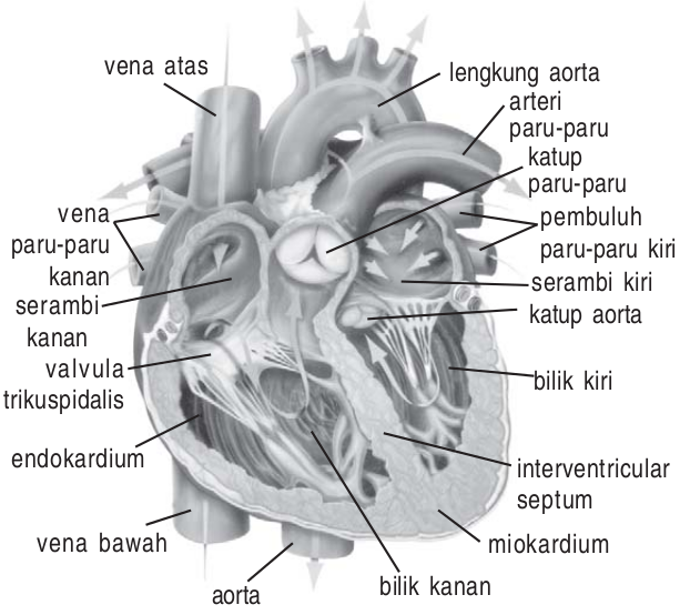 Pada jantung dengan juga serambi disebut Gambar Jantung