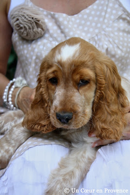 Cocker spaniel anglais de 2,5 mois