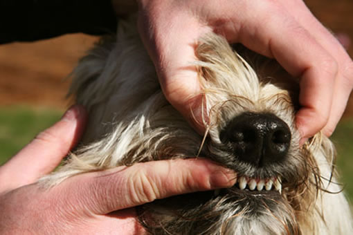 Anjing Anjing Lucu Mengetahui Pertumbuhan Gigi Anjing Anjing Anjing Lucu Mengetahui Pertumbuhan Gigi Anjing