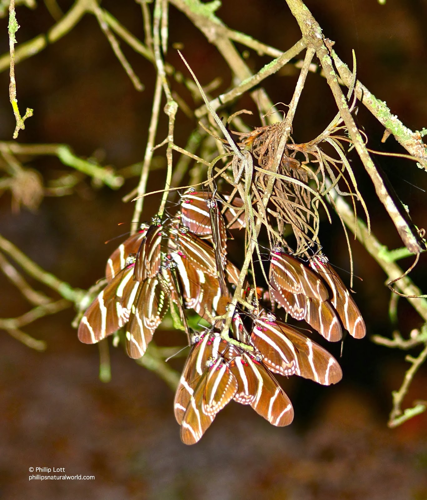 Butterfly Colony Evolution Phillip's Natural World