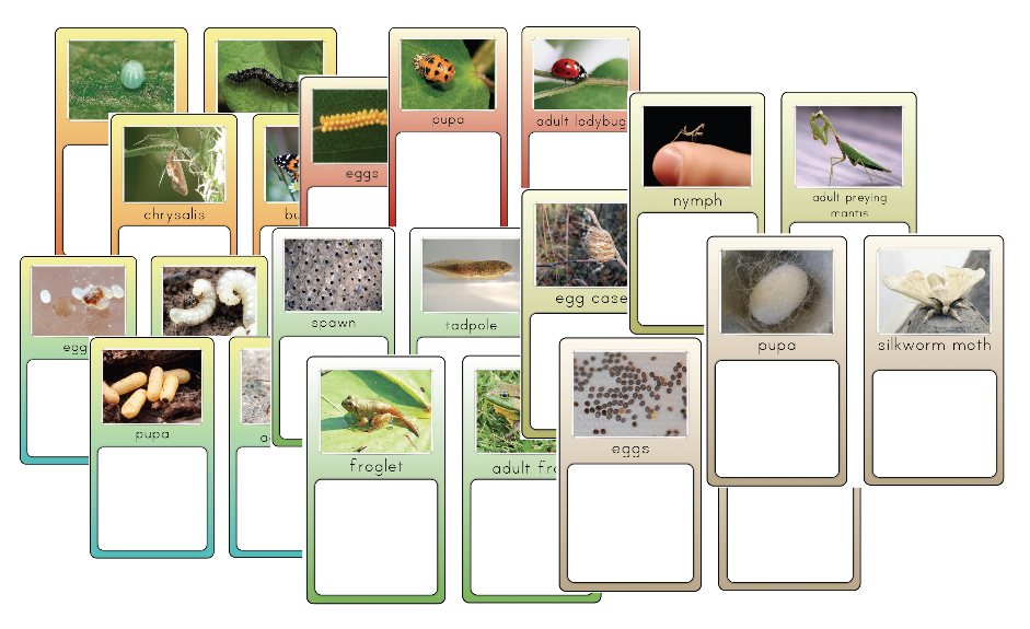 The Helpful Garden Insect Lore Life Cycle Matching Activities and