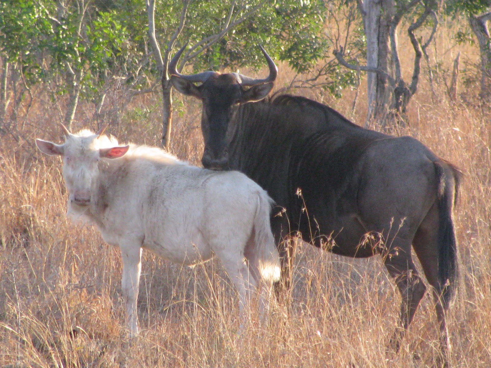 Albino Wildebeest