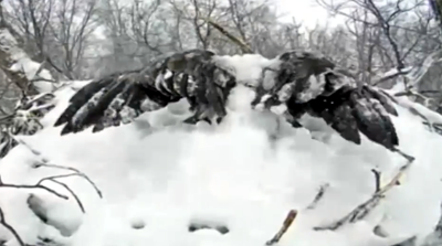 Four legged friends (and enemies): A Buried in Snow Bald Eagle