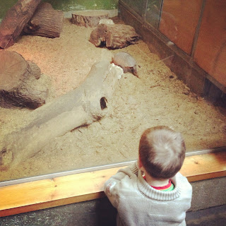 Armadillo - ZSL London Zoo